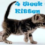 4 Week Old Kitten
