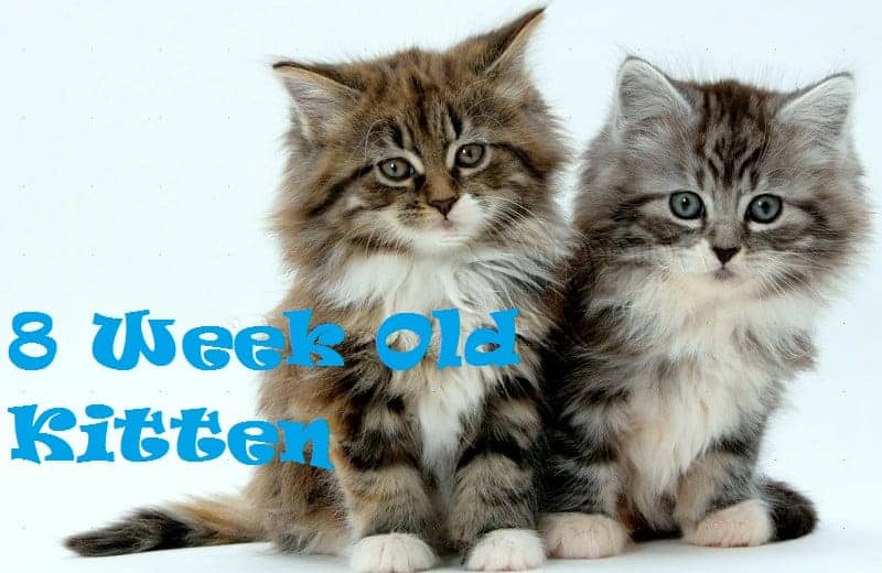 8-Week Old Kitten Care Tips - KittenClass.Com | January | 2023