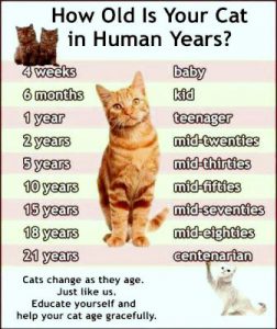 How to Tell How Old a Kitten Is