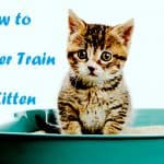 how to litter train a kitten how to litter train a kitten how to litter train a kitten