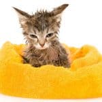 how to bathe a kitten
