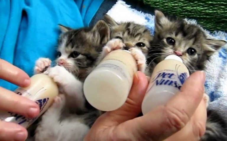 how to bottle feed a kitten