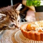 what can kitten eat