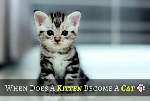 when does a kitten become a cat