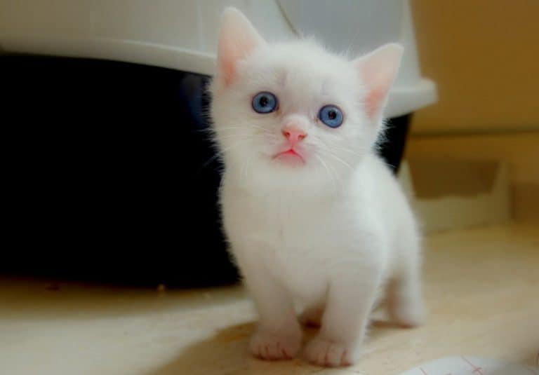 white kitten with blue eyes 2