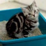 How to Make a Kitten Poop