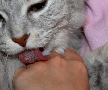 Why Does My Cat Lick Me