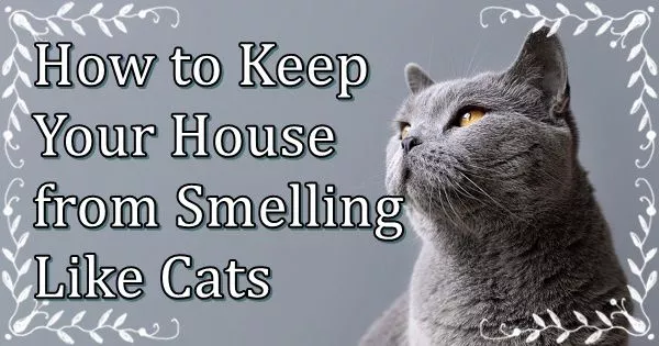 How to keep your house from smelling like cats