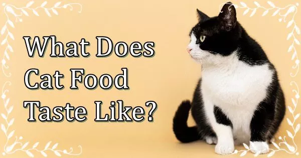 What Does Cat Food Taste Like?