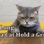 How Long Does a Cat Hold a Grudge