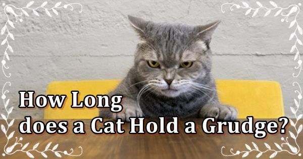 How Long Does a Cat Hold a Grudge