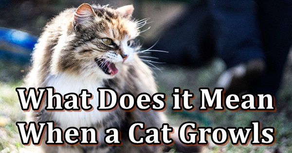 what does it mean when a cat growl