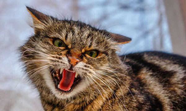 What Does It Mean When a Cat Growls